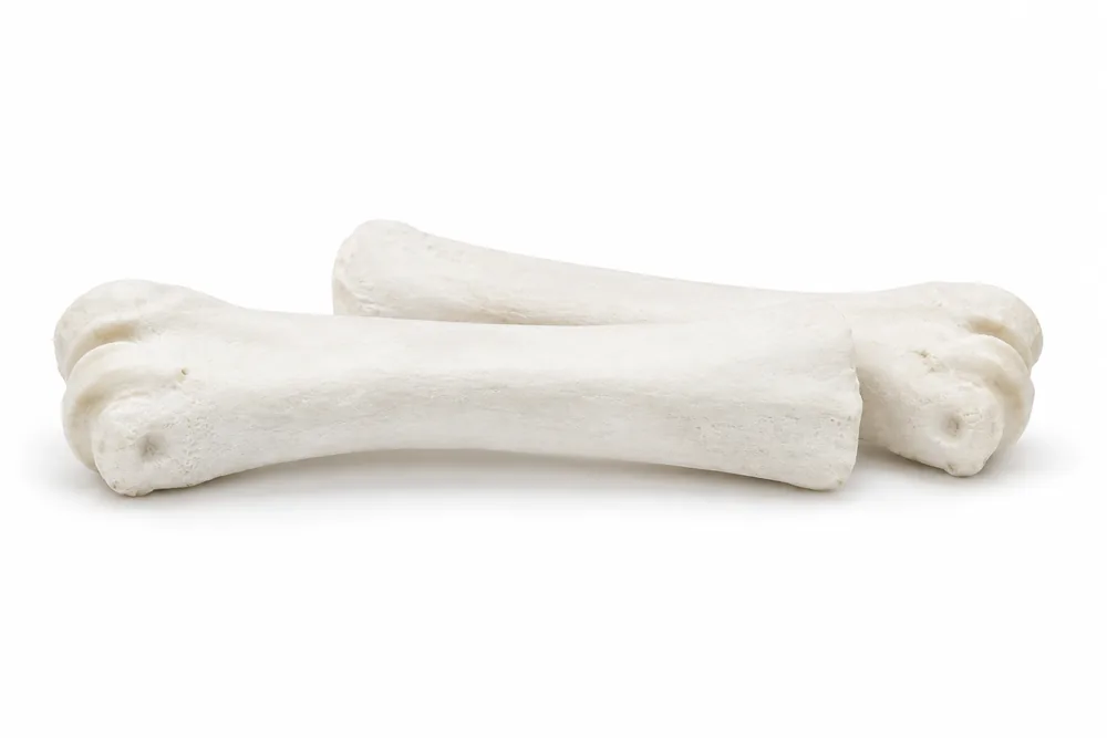 Cannon Bone