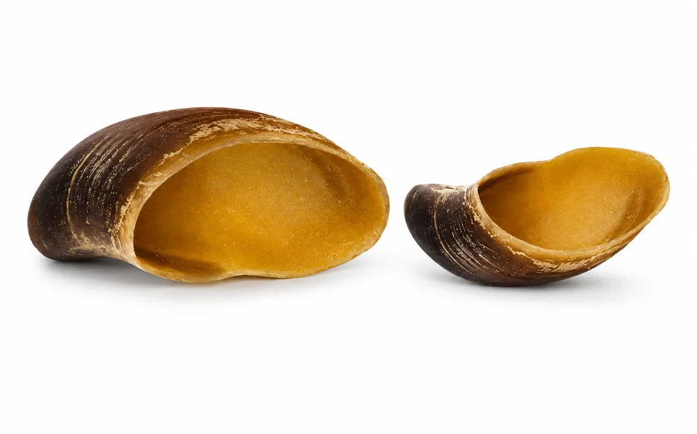 Split Hooves